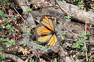 Monarch Butterfly photo