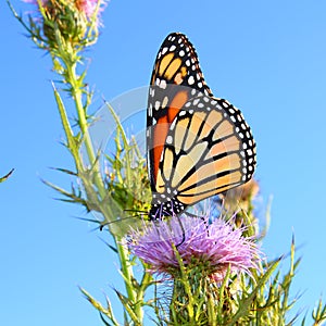 Monarch Butterfly (Danaus plexippus) photo