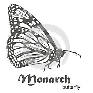 The Monarch butterfly Danaus plexippus vector photo