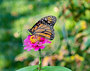 Monarch butterfly, Danaus plexippus, wanderer, common tiger, on deep pink, purple flower, zinnia in a backyard garden