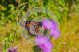 Monarch butterfly, Danaus plexippus, wanderer, common tiger, on purple flower, thistle