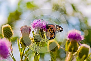 Monarch butterfly, Danaus plexippus, wanderer, common tiger, on purple flower, thistle
