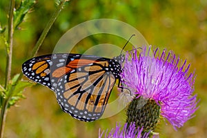 Monarch butterfly, Danaus plexippus, wanderer, common tiger, on purple flower, thistle with bumblebee in flight.