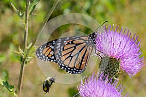 Monarch butterfly, Danaus plexippus, wanderer, common tiger, on purple flower, thistle with bumblebee in flight.