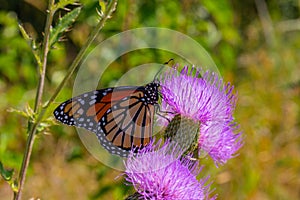 Monarch butterfly, Danaus plexippus, wanderer, common tiger, on purple flower, thistle