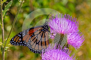 Monarch butterfly, Danaus plexippus, wanderer, common tiger, on purple flower, thistle