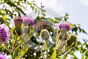 Monarch butterfly, Danaus plexippus, wanderer, common tiger, on purple flower, thistle