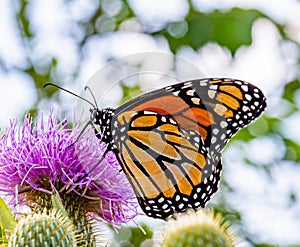 Monarch butterfly, Danaus plexippus, wanderer, common tiger, on purple thistle flower,