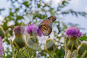 Monarch butterfly, Danaus plexippus, wanderer, common tiger, on purple thistle flower,