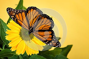 Monarch butterfly Danaus plexippus on yellow coneflower