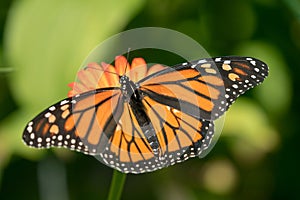 Monarch Butterfly Danaus plexippus on Zinnia