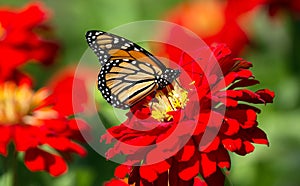 Monarch Butterfly Danaus plexippus on red flower photo