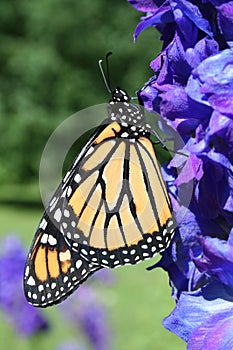 Monarch Butterfly on Delphinium photo