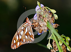 A monarch butterfly on a dried flower