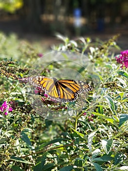 Monarch Butterfly drinking from Butterfly Bush flowers with Rocks - Danaeus plexippus