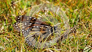 Monarch butterfly drinking gives a wing of a dead butterfly on grass