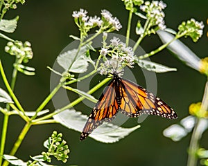 Monarch butterfly drinking nectar from a Eupatorium.