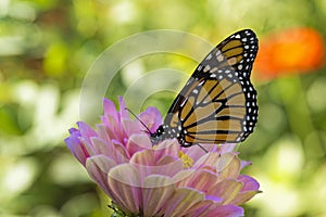 Monarch Butterfly Drinking on a Pink Zinnia