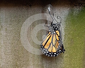 Monarch butterfly drying newly emerged wings