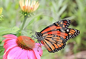 Monarch butterfly on echinacea flower