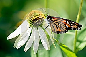 Monarch Butterfly on Echinacea Flower