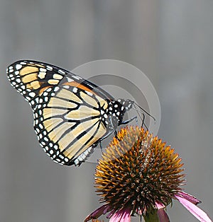 Monarch Butterfly on an Echinacea Flower