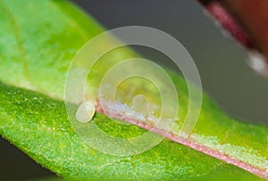 Monarch butterfly egg on milkweed leaf