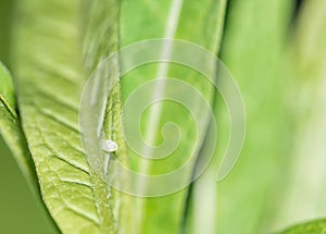 Monarch butterfly egg on milkweed leaf