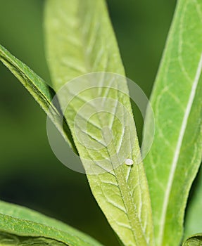 Monarch butterfly egg on milkweed leaf