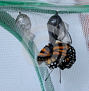 Monarch butterfly emerges from chrysalis