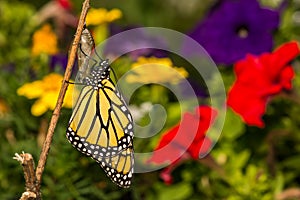 Monarch Butterfly Emerging