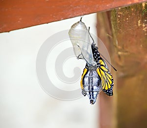 Monarch butterfly emerging from chrysalis