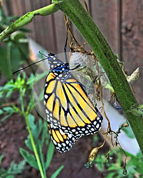 Monarch Butterfly Emerging from Chrysalis