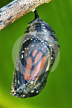 Monarch butterfly emerging from chrysalis.