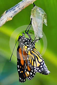 Monarch butterfly emerging from chrysalis.