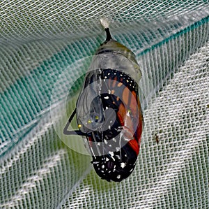 Monarch butterfly emerging from chrysalis