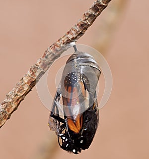 Monarch Butterfly Emerging from Chrysalis