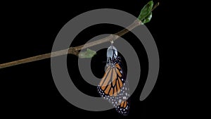 A monarch butterfly emerging from chrysalis ALPHA channel version