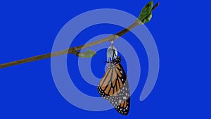 A monarch butterfly emerging from chrysalis BLUE screen version