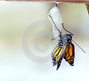 Monarch butterfly emerging from chrysalis photo