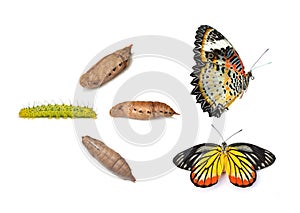 Monarch butterfly emerging from chrysalis, eight stages. Isolate