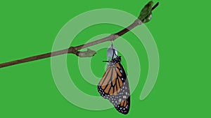 A monarch butterfly emerging from chrysalis GREEN screen version