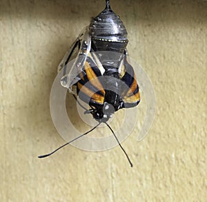 Monarch Butterfly Emerging from Chrysalis