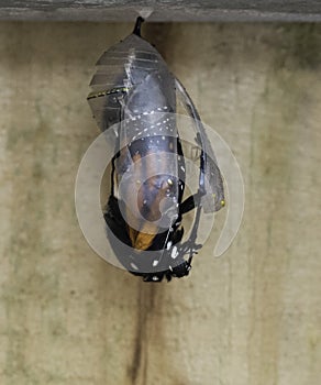 Monarch Butterfly Emerging from Chrysalis