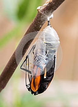Monarch Butterfly Emerging from Chrysalis photo