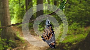 A monarch butterfly emerging from chrysalis in shaded forest