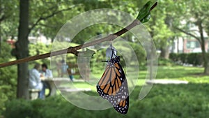 A monarch butterfly emerging from chrysalis in sunny park