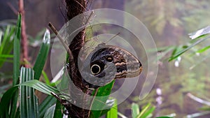 Monarch butterfly emerging from cocoon, spreading its beautiful wings and flying away