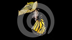 Monarch butterfly emerging from its chrysalis