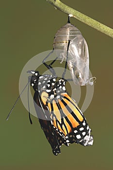 Mariposa emergente su crisálida de mariposa 